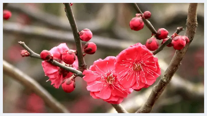 梅花和玉雕的完美契合，简直不要太美！(玉石学堂) | 玉石学堂