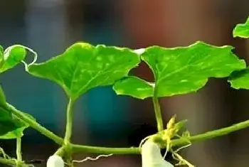 最具中国风的首饰来自于这种植物，胖嘟嘟的造型，在玉雕中很讨喜(玉石典故寓意)